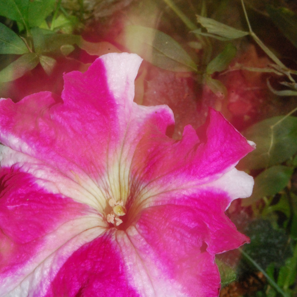 a pink flower with white stripes against a background of green foliage, blurred